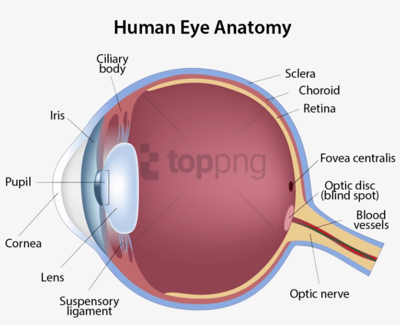 Free Png Structure Of The Eye Png Image With Transparent - Structure Of The Eye, transparent png #9789958