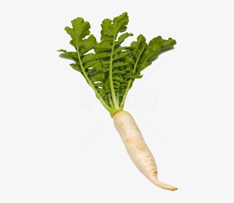 Free Png White Radish Png Images Transparent - White Radish Png, transparent png #9792844