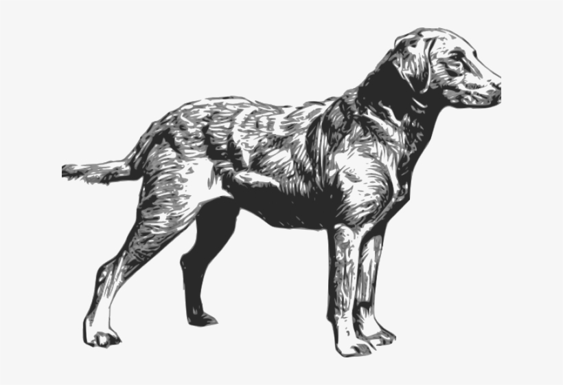 Free On Dumielauxepices Net - Chesapeake Bay Retriever Silhouette, transparent png #9794688