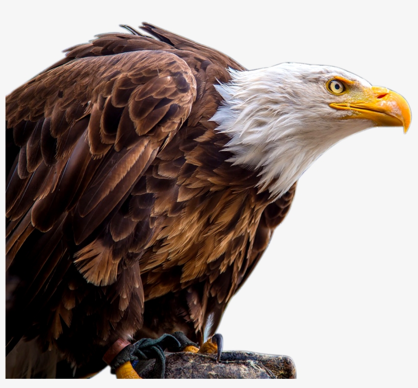 Xavier Ghazi Artist - Havsörn Png, transparent png #9796984