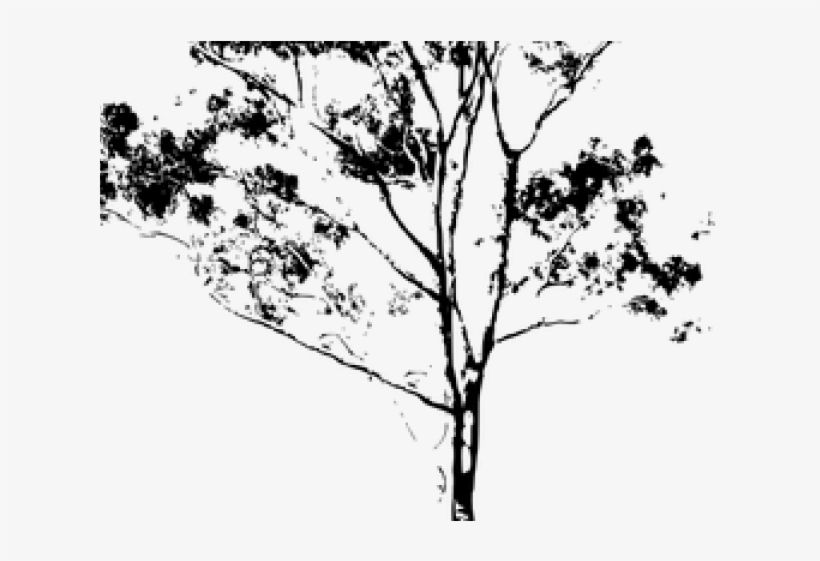 Eucalyptus Clipart Gum Tree - Clip Art, transparent png #9798830