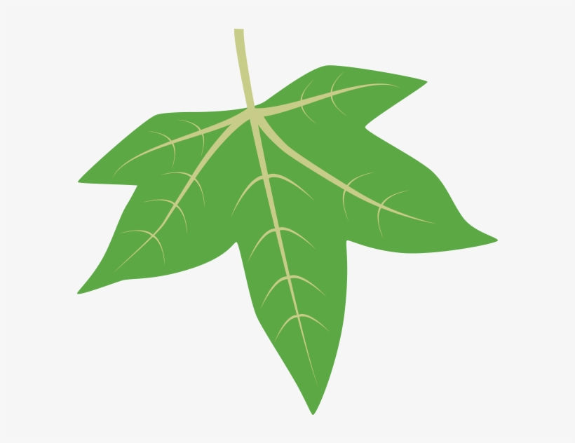 Sweetgum - Sweetgum Leaf Clipart, transparent png #9799096
