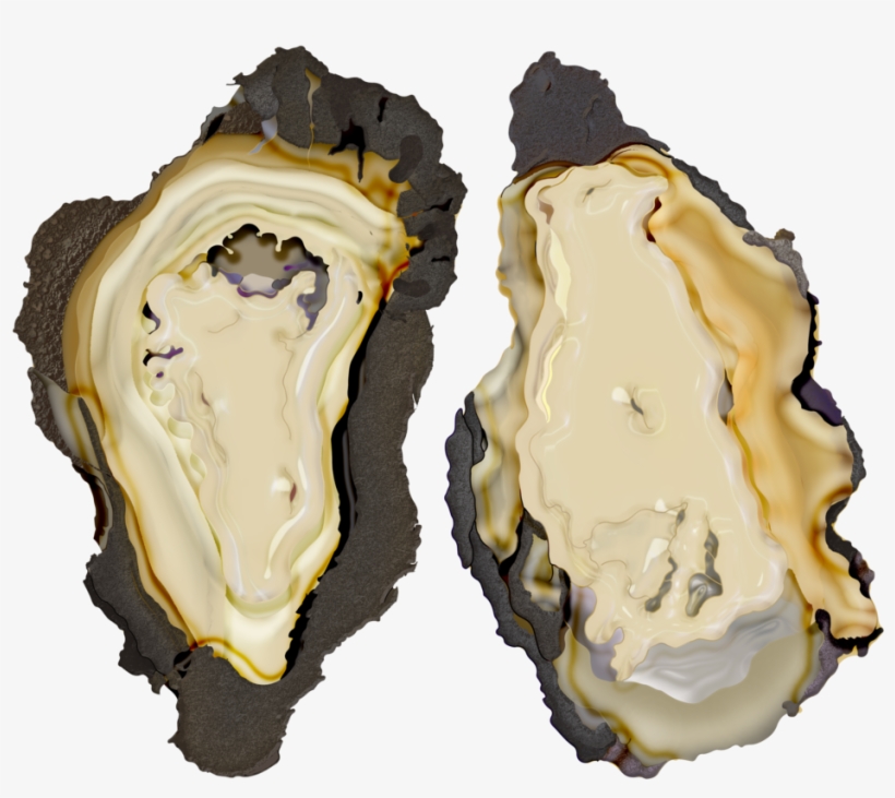 Oyster Mergedd, transparent png #980230