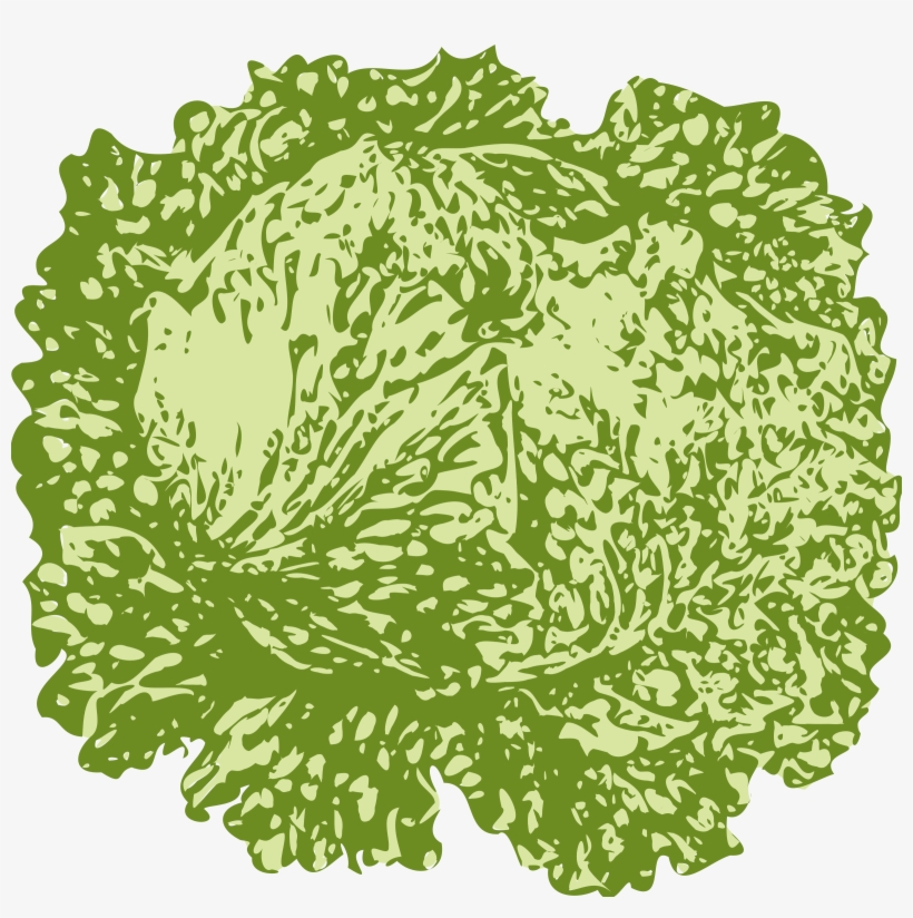 Lettuce Png, transparent png #980257