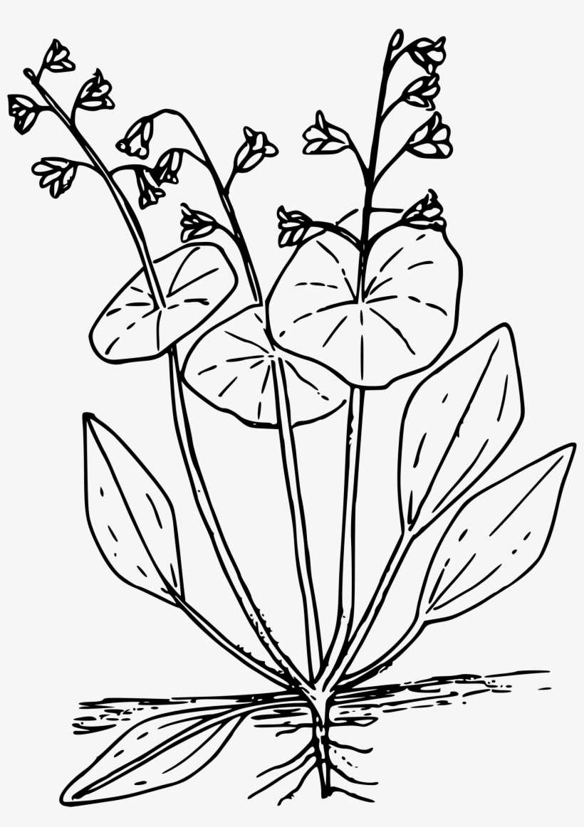 This Free Icons Png Design Of Miner's Lettuce, transparent png #980285