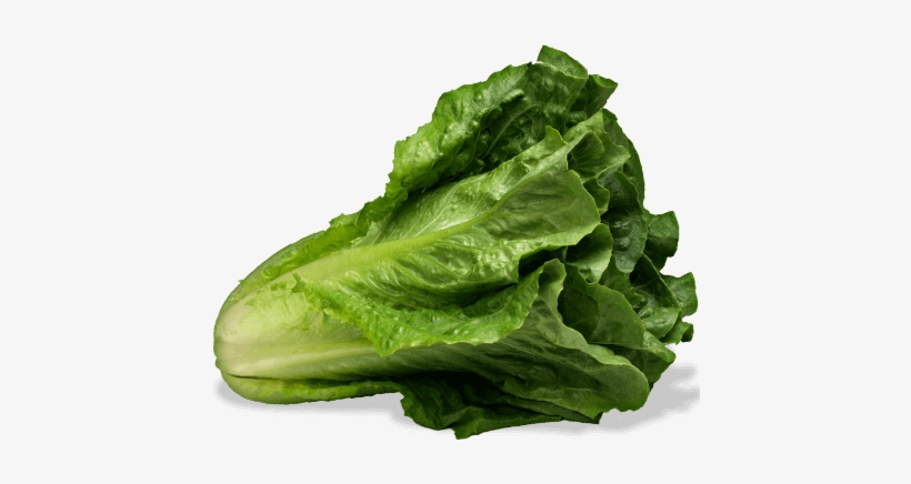 Romaine Lettuce - Lechuga Organica Png, transparent png #980311