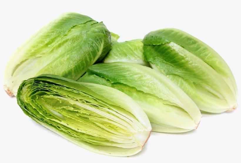 Romaine Lettuce Png Photo - Cos Or Romaine Lettuce, transparent png #980336