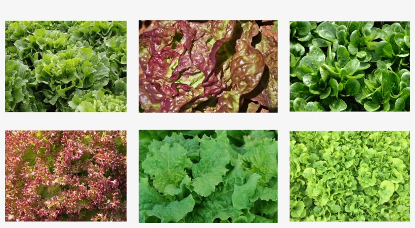 Laitue À Couper Red Salad Bowl Bio, transparent png #980548