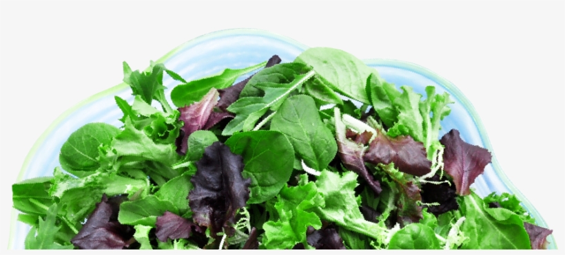 Pagelines- Lettuce - Spinach, transparent png #980952