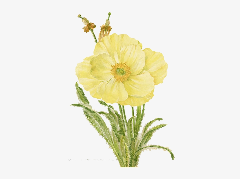 Flower Png By 384321869 On Deviantart - Botanical Illustration Botanical Drawings Of Flowers, transparent png #982411