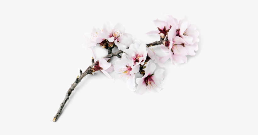Clipart Black And White From Our Hearts To Your Hands - Almonds Flower Png, transparent png #983261