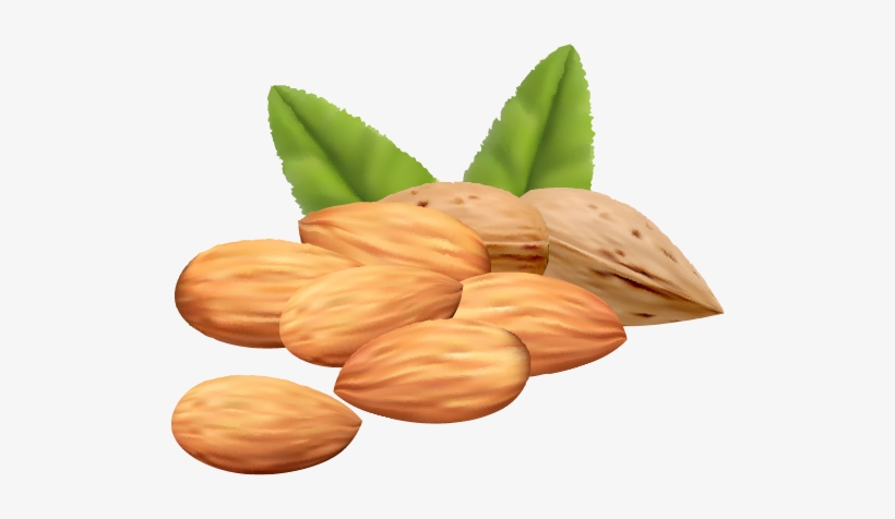 Almond Png Clipart Image - Nuts Vector Png, transparent png #983553