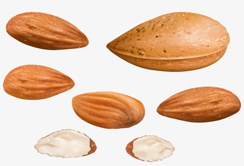 Almond, transparent png #983620