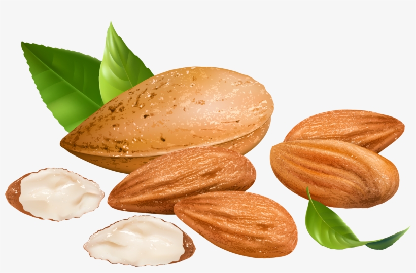 Almond Png Transparent Free Images - Almonds Clipart, transparent png #983701