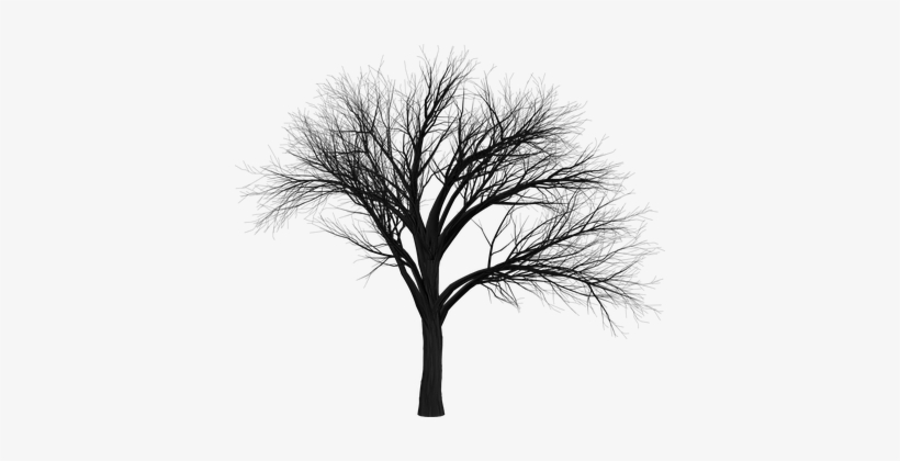 Tree Branch Empty Isolated Black Spooky Ha - Black Tree Hd Png, transparent png #983852