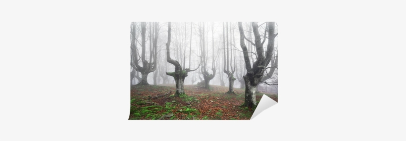 Paisajes De Bosques Tenebrosos, transparent png #984059