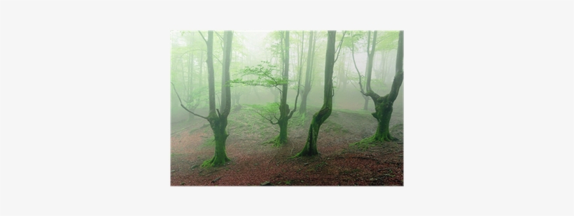 Forest, transparent png #984122