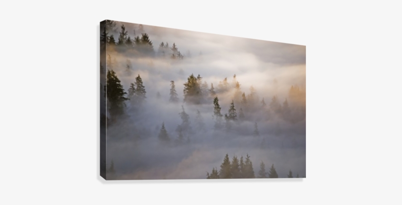 Fog Fills The Forest - Posterazzi Fog Fills The Forest Astoria Oregon United, transparent png #984348