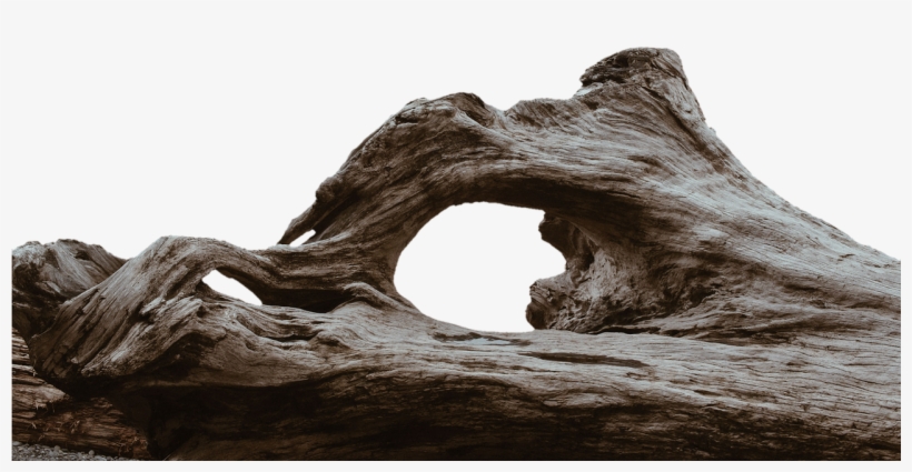 Log, Tribe, Tree, Wood, Morsch - Tree Wood Png Hd, transparent png #984504