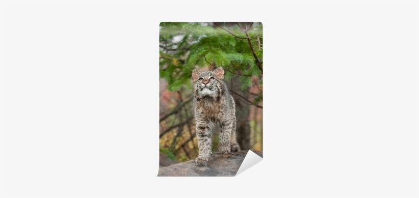 Bobcat Kitten Looks Up From Atop Log Wall Mural • Pixers® - Snow Leopard, transparent png #984640