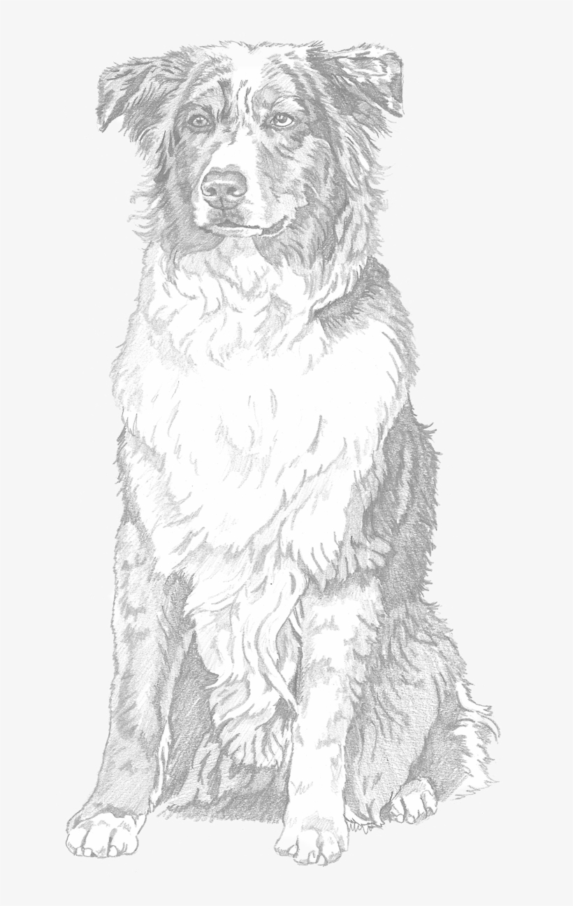 "the Eyes Of North America - Dog, transparent png #985002