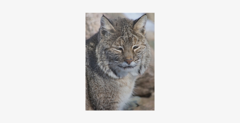 Lynxes, transparent png #985373