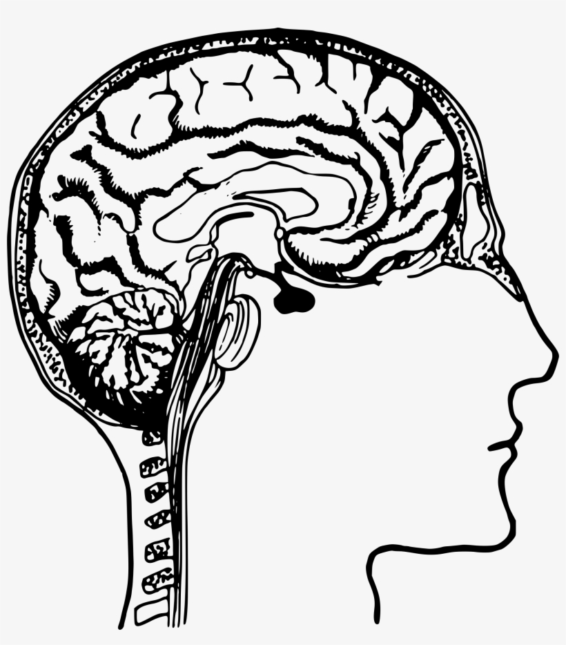 Brain Clipart Transparent Free Download Best Brain - Human Brain Clip Art, transparent png #987969