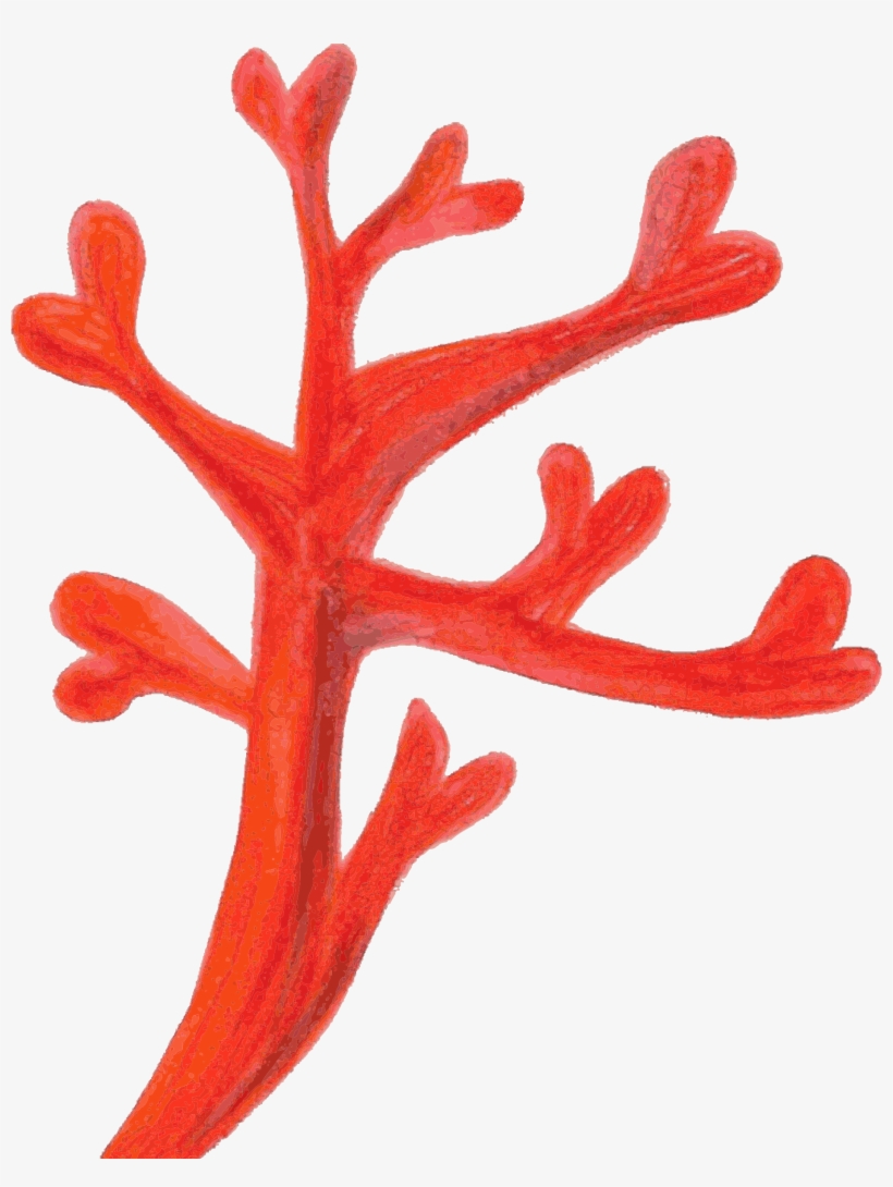 28 Collection Of Coral Clipart Png - Red Coral Clipart, transparent png #988037