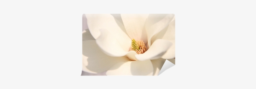 Go To Image - Windflower, transparent png #988555