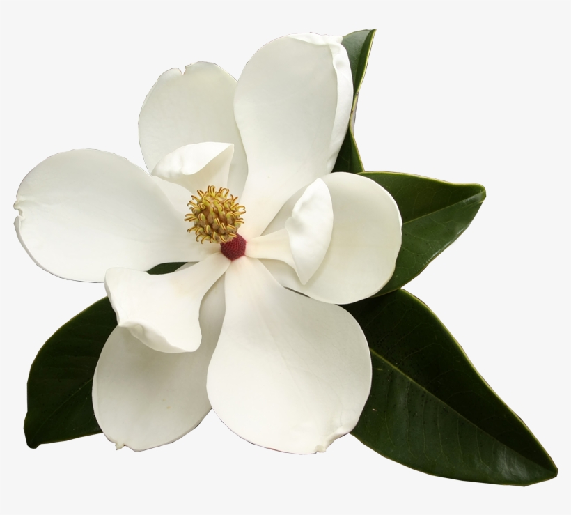 Southern Magnolia Virginia Sweetspire Flower Garden - Magnolia Flower Png, transparent png #988755