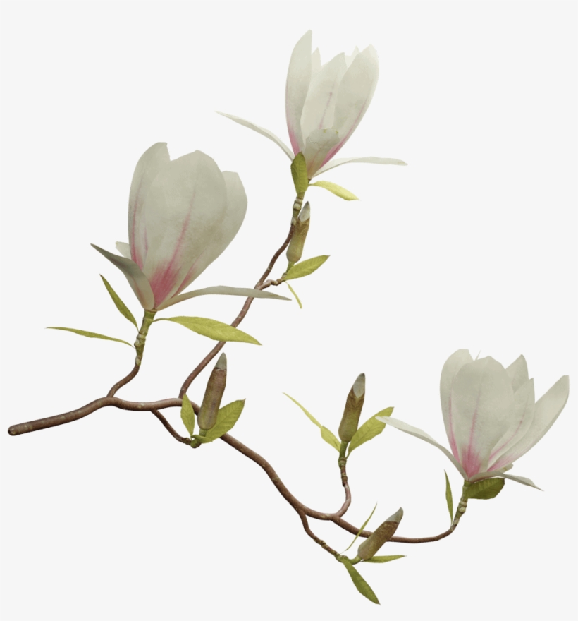 Saucer Magnolia - Magnolia Png, transparent png #988779