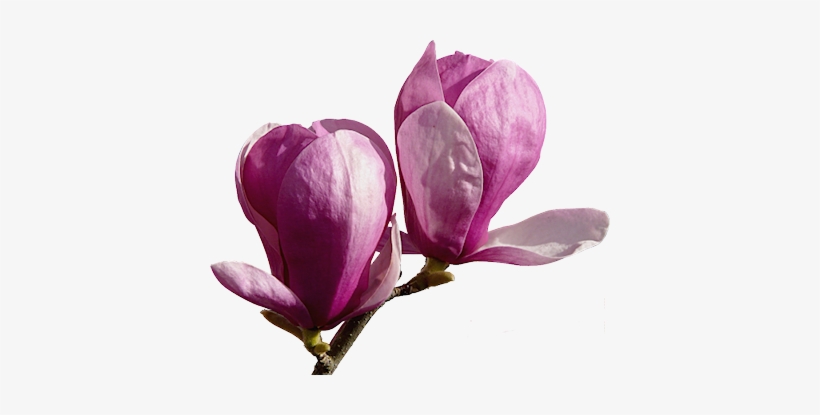 Tube De Fleurs De Magnolia - Fleur Corse Dessin Png, transparent png #988796