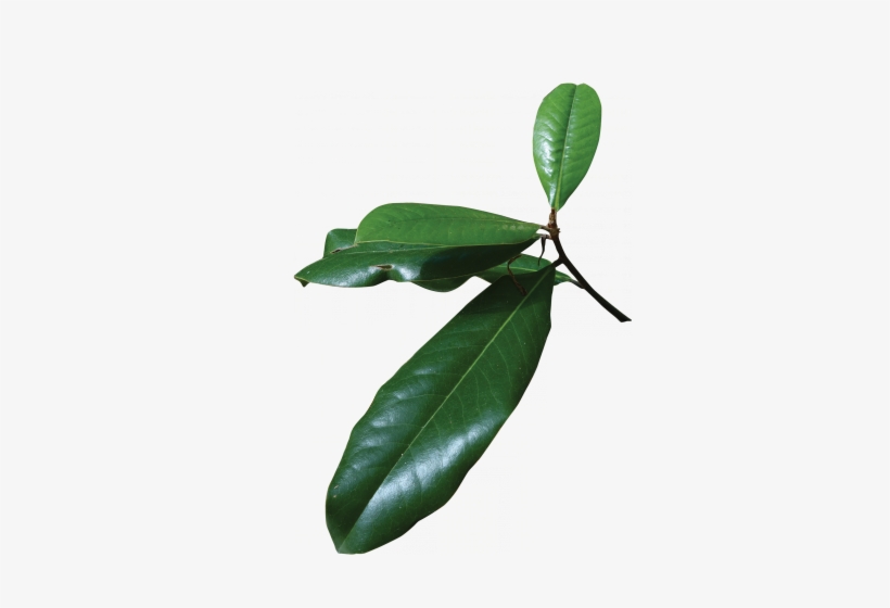 Magnolia Tree Leaf Png, transparent png #988847