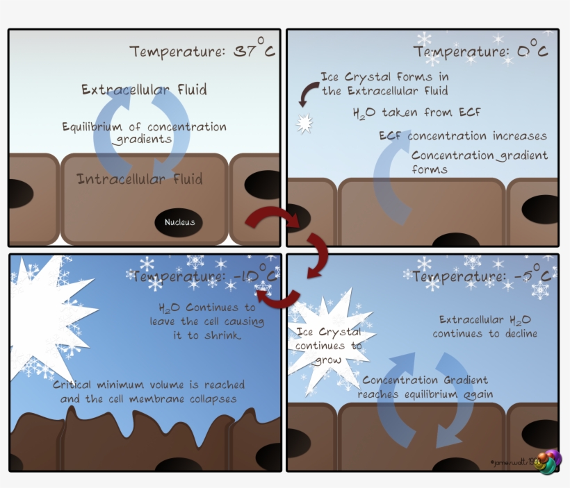 Osmotic Shock - Osmotic Shock Cell Disruption, transparent png #988932