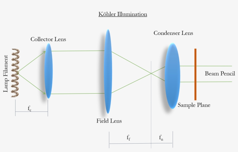 Köhler Illumination-light From A Single Point On The - Kohler Illumination Spot Size, transparent png #988967