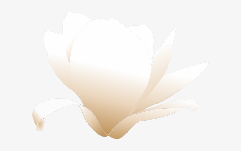 How To Set Use White Magnolia Clipart, transparent png #989015
