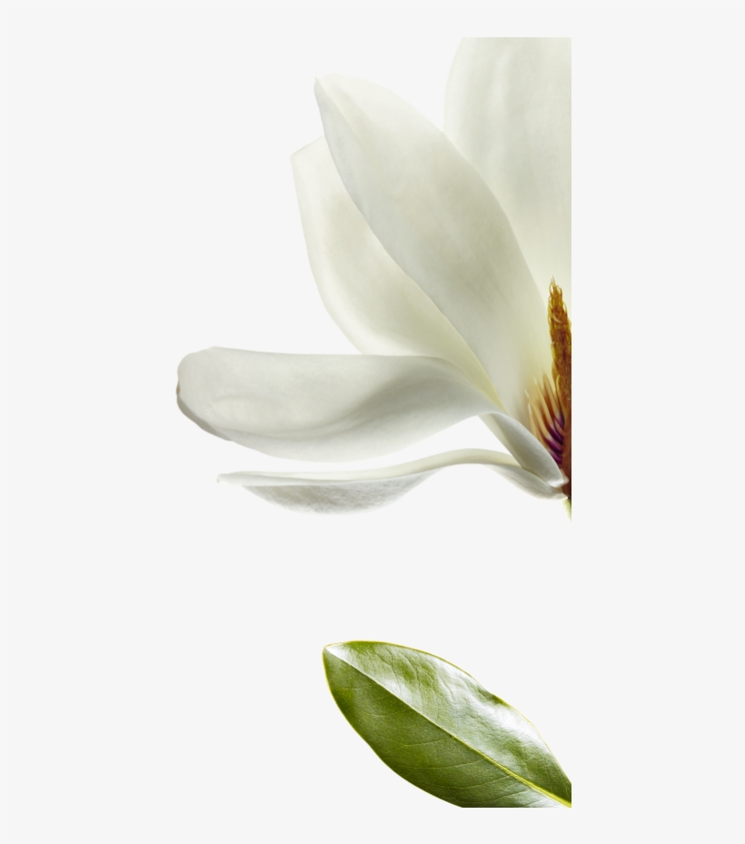 We Have Selected Magnolia That Is Native To Southwest - Windflower, transparent png #989044