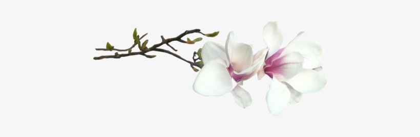 Fleur Magnolia - Magnolia Wall Tapestry - Small: 51" X 60", transparent png #989077