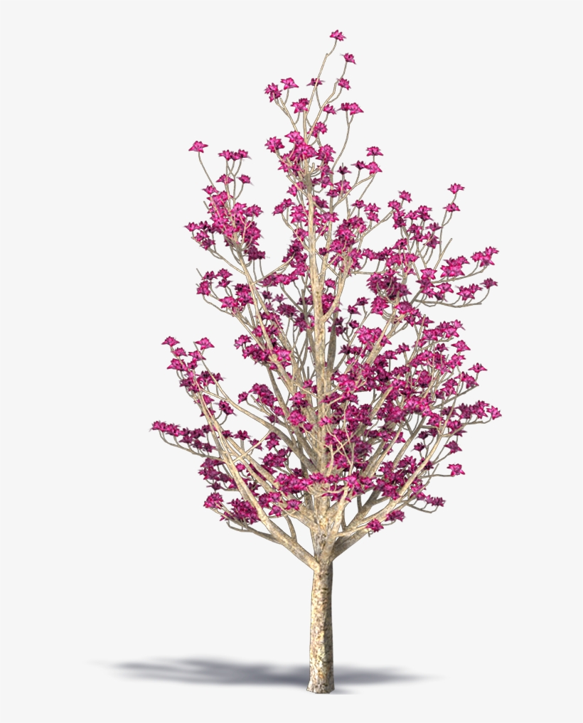 Chinese Magnolia, transparent png #989100