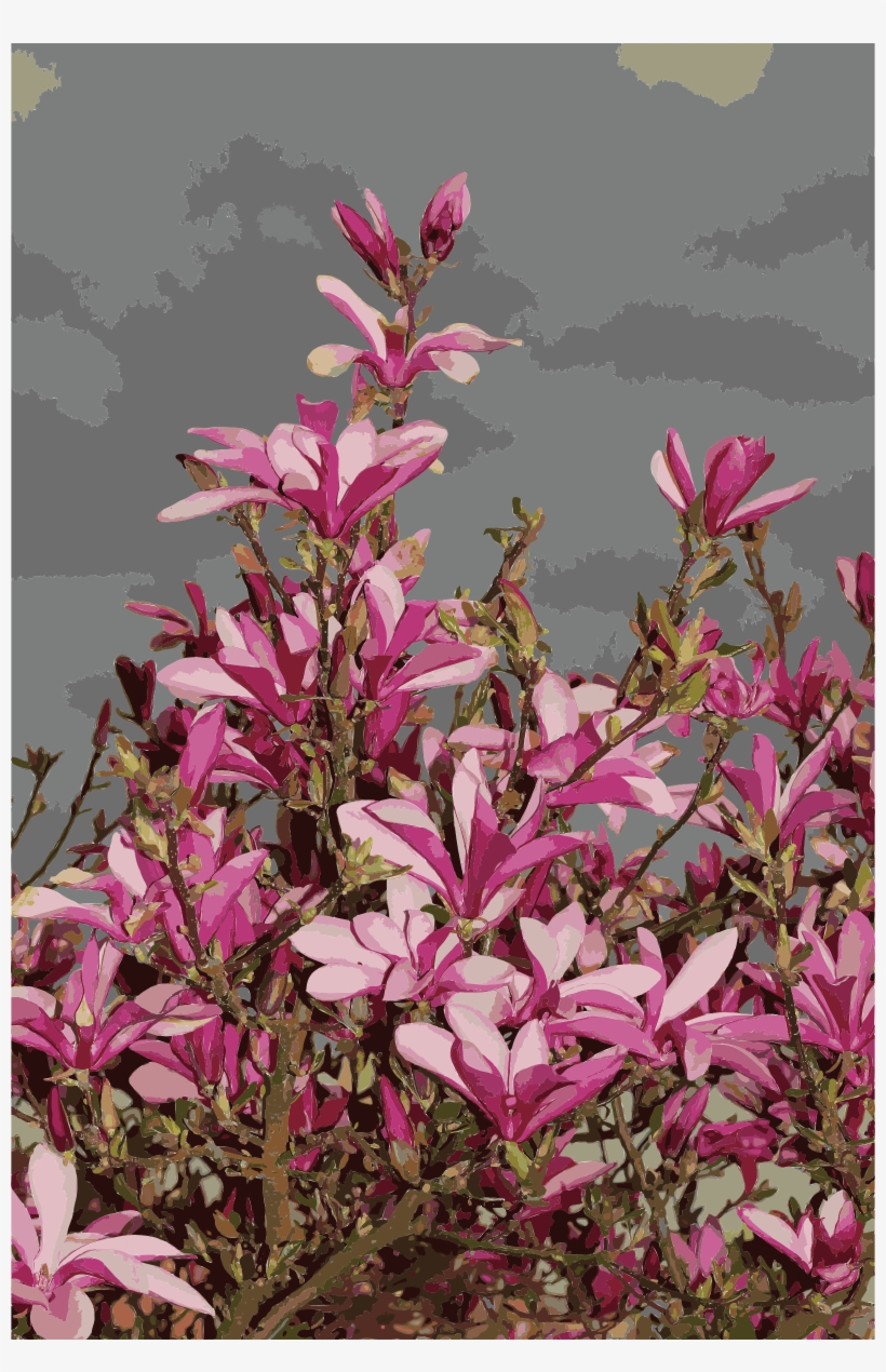 This Free Icons Png Design Of Magnolia Liliiflora 2015, transparent png #989216