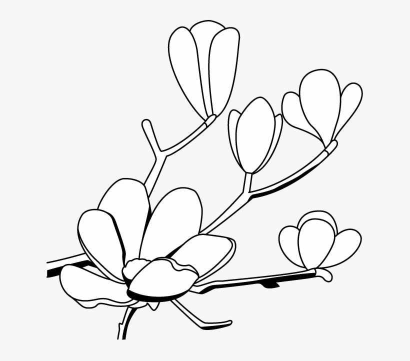 Magnolia Flower Clip Art - こぶし の 花 イラスト, transparent png #989375
