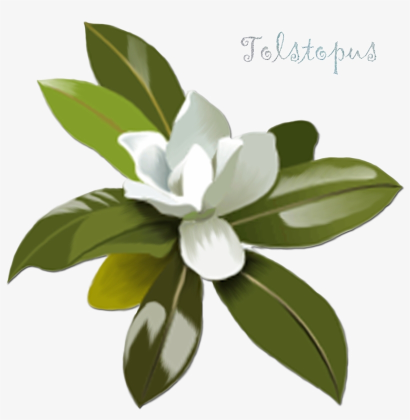 Clip Art Transprent Png Free Download - Magnolia Flower Clip Art, transparent png #989501