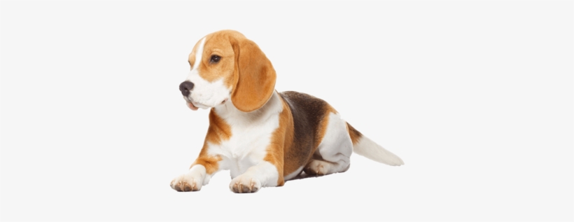 Beagle Transparent Image - Beagle Dog Isolated On White Background - Rectangl, transparent png #989547
