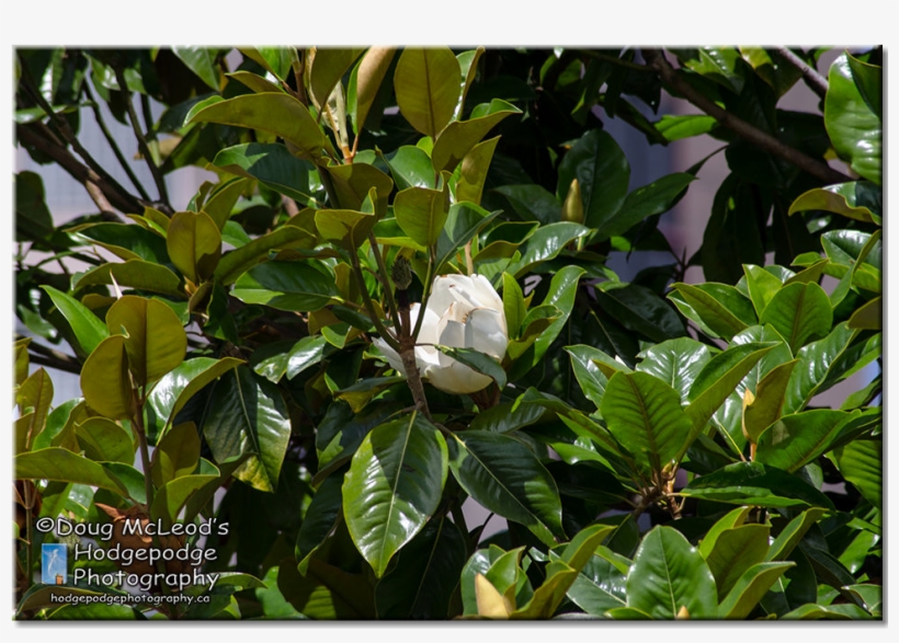 Victoria Magnolia Tree - Gardenia, transparent png #989565