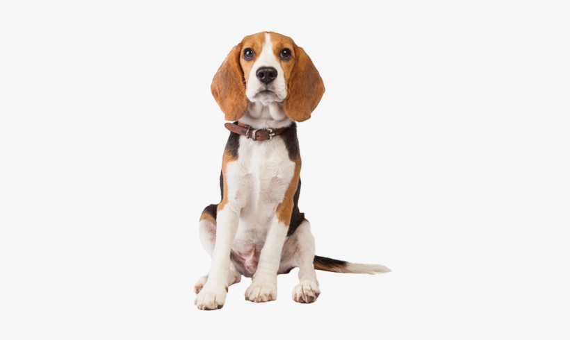 Beagle - Beagle With No Background, transparent png #989566
