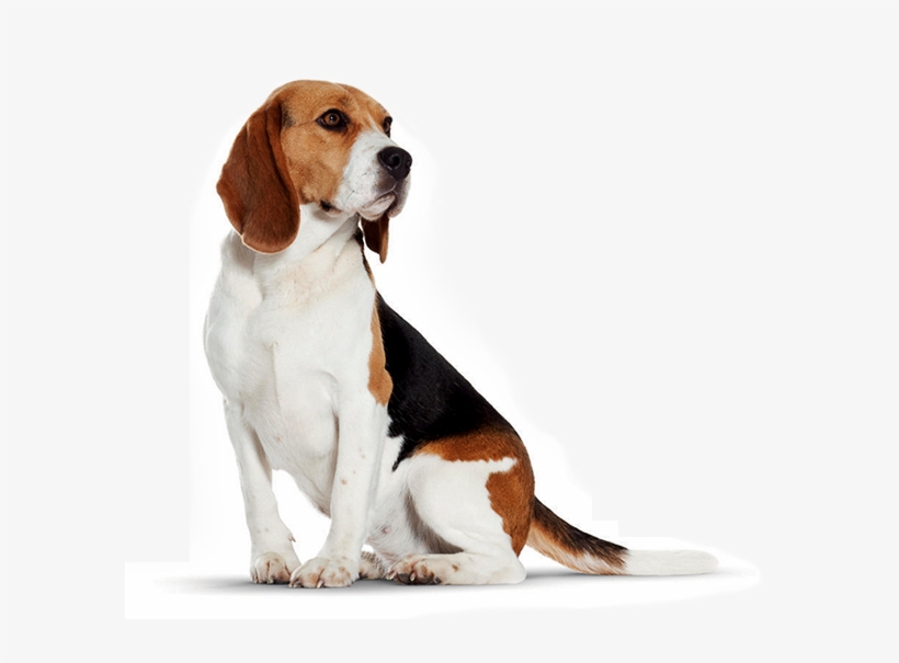Beagles Are Little Athletes With Lots Of Stamina And - Dog, transparent png #989591