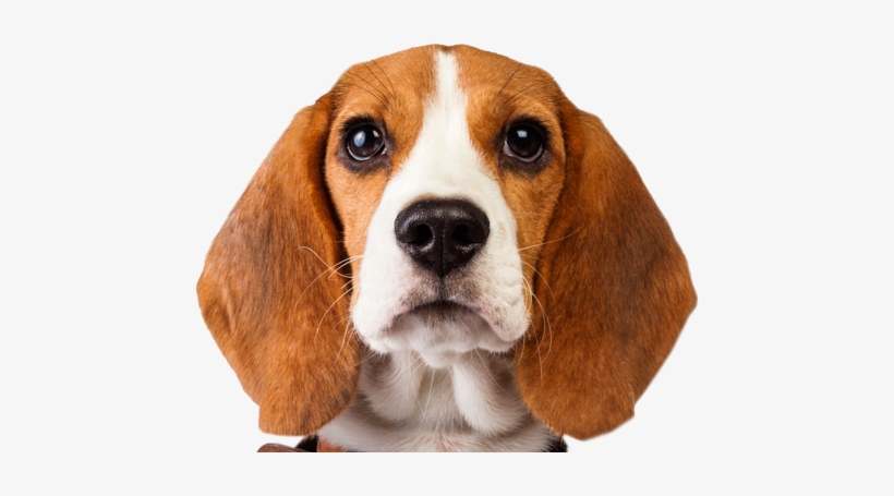 El Beagle - Beagle Dog Png, transparent png #989647