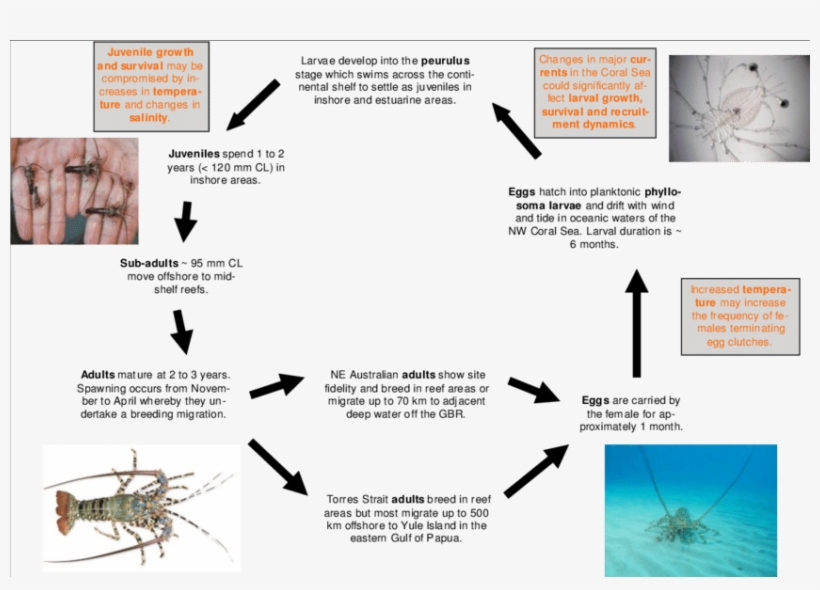 Generalised Life Cycle Of The Ornate Rock Lobster, - Rock Lobster Life Cycle, transparent png #989709