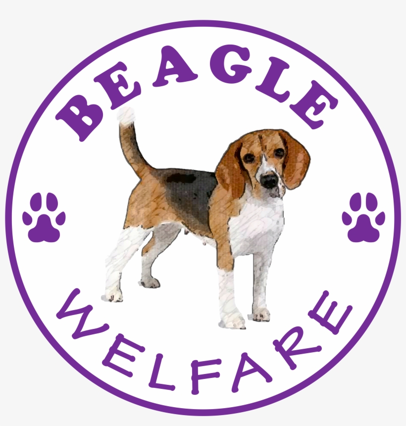 Beagle Welfare - Red Cotton T-shirt, transparent png #989780