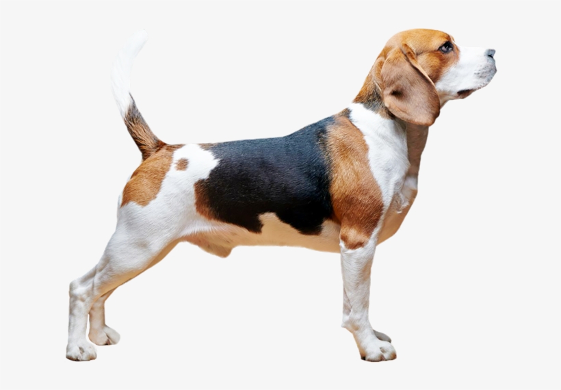 Beagle - Online Shopping, transparent png #989905